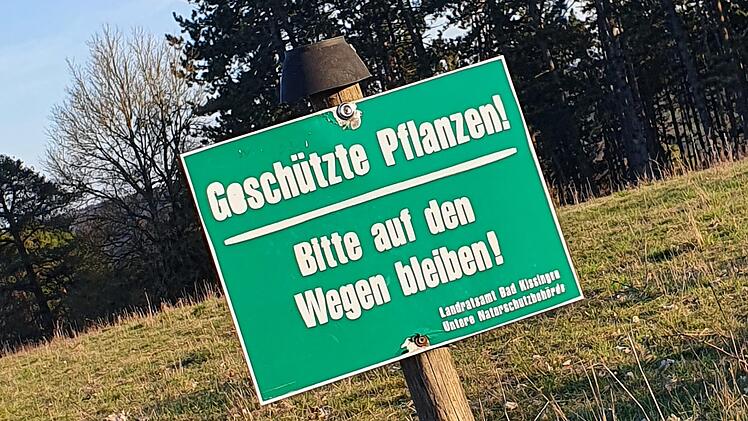 Das Wegegebot zur Bl&uuml;te der Fr&uuml;hlings-Adonisr&ouml;schen im Naturschutzgebiet am Sodenberg wird oft missachtet.