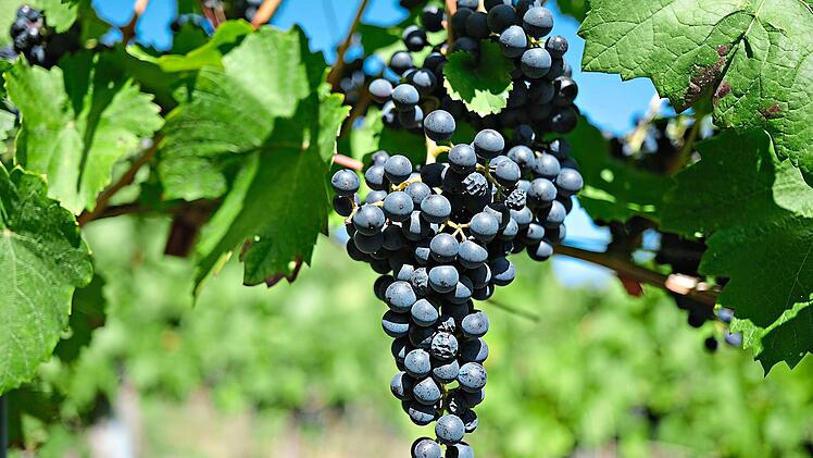 &Uuml;ber die Zukunft des Weinbaus im Saaletal hat beim Regionaltreffen in Hammelburg die Fr&auml;nkische Weinbaupr&auml;sidentin mit Winzerinnen und Winzern gesprochen.Bernd Wei&szlig;brod/dpa