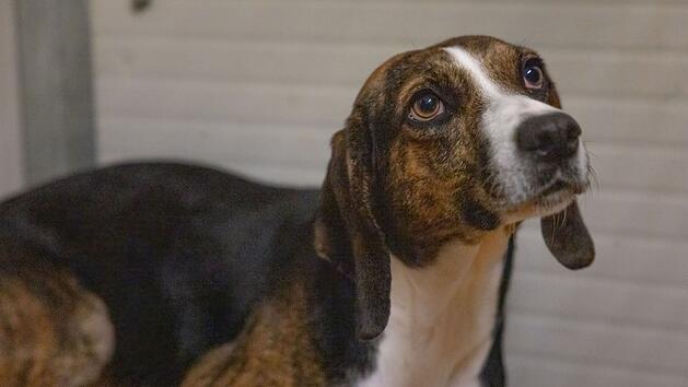 Tierheim Bamberg: H&uuml;ndin Mina hat eine lange Reise hinter sich - und einen besonderen Charakter