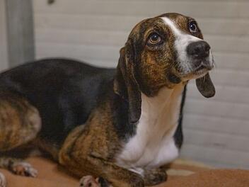Tierheim Bamberg: Hündin Mina hat eine lange Reise hinter sich - und einen besonderen Charakter