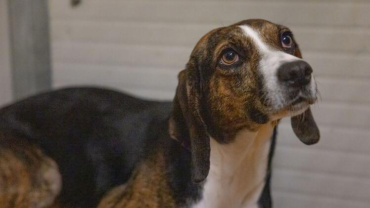 Tierheim Bamberg: Hündin Mina hat eine lange Reise hinter sich - und einen besonderen Charakter