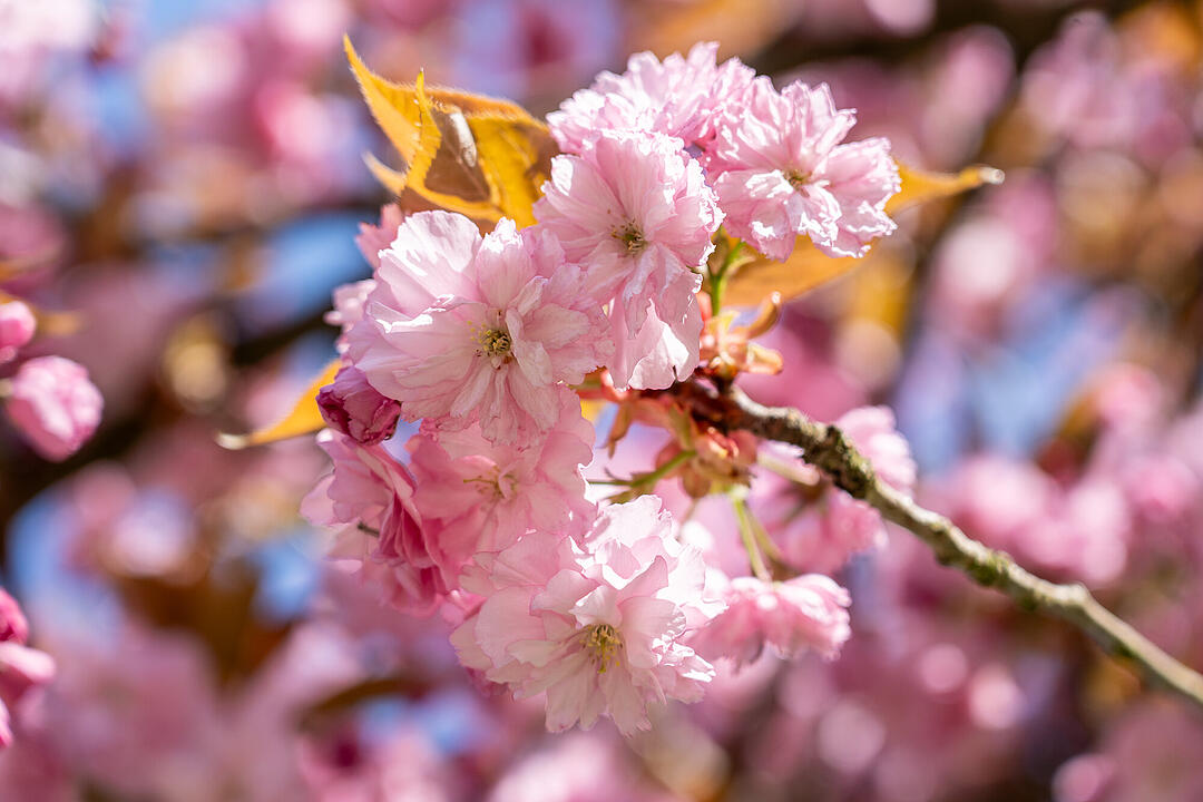 Wundersch&ouml;ne Naturfotos aus Bamberg.