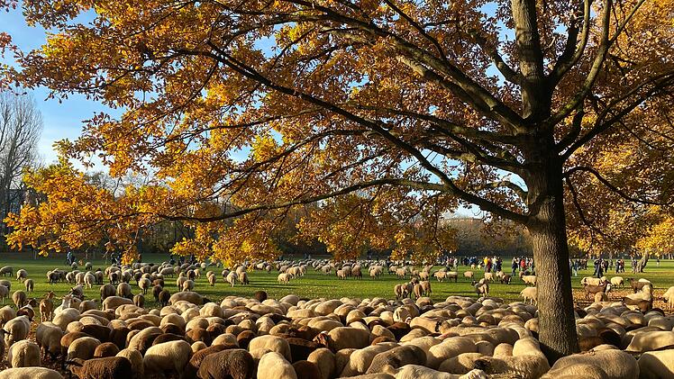 Hunderte Schafe ziehen durch Nürnberg