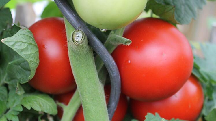 Dieses Jahr fällt die Tomatenernte besonders reichlich aus.Jupp Schröder