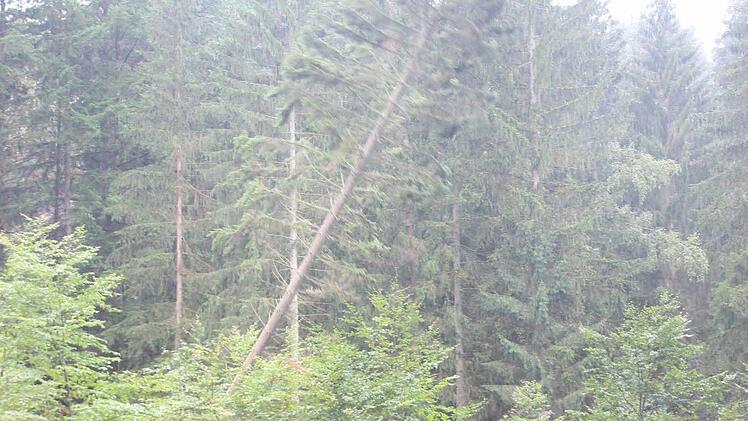 Die Bäume fallen im Minutentakt.  Foto: Friedwald Schedel