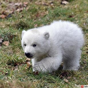 Eisbaerenbaby 2017 Tierpark Hellabrunn