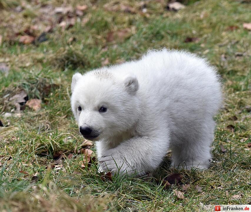 Eisbaerenbaby 2017 Tierpark Hellabrunn
