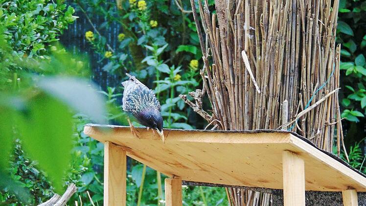 Ein Star sitzt auf dem Futterhaus und schaut, was heute auf dem Speiseplan steht. Foto: Petra Malbrich