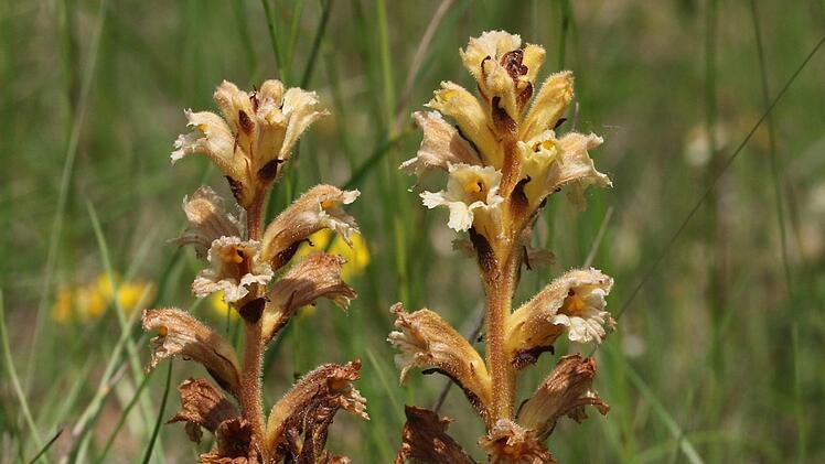 Der seltene gelbe Sommerwurz (orobranche glutea), der als Schmarotzer auf Wurzeln anderer Pflanzen wächst. Oskar Jungklaus