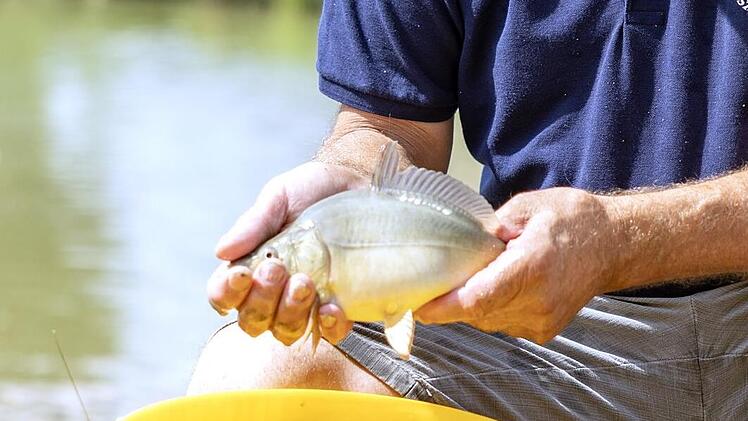 Von September bis November w&uuml;rdigt der Aischgrund w&auml;hrend der Karpfenschmeckerwochen den Fisch, der den Landstrich pr&auml;gt. Stephan Gro&szlig;mann/Archiv
