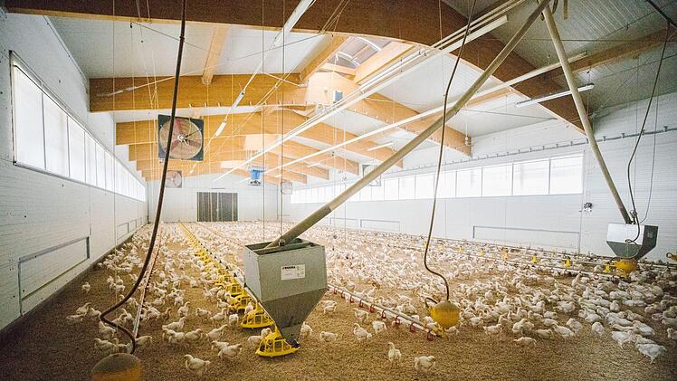 Vier Quadratmeter stehen jedem Huhn laut EU-Verordnung zur Verfügung. Foto: Marian Hamacher