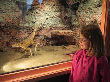Lena interessierte sich im neu eröffneten Museum "Terra Triassica" in Euerdorf besonders für die Dinosaurier. Fotos: Doris Bauer