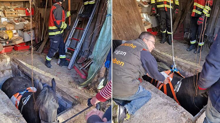 Die Feuerwehr befreite Stute Walburga aus ihrer misslichen Lage