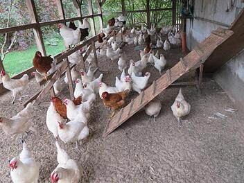 300 Tiere laufen im Gehege herum: braune, weiße, gemusterte, mit weißen oder mit bläulichen Füßen.Monika Schütz
