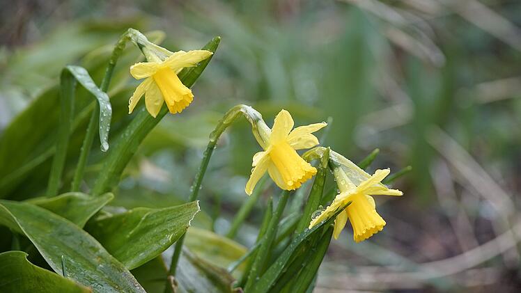 Regen an Ostern