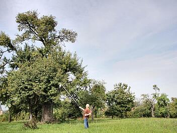 Zwischen Ästen und Blättern pickt sich der erfahrene Experte gezielt eine Frucht vom Baum. "Der schaut wie eine Sußbirne aus." Fotos: Nikolas Pelke