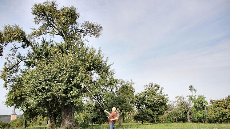 Zwischen Ästen und Blättern pickt sich der erfahrene Experte gezielt eine Frucht vom Baum. "Der schaut wie eine Sußbirne aus." Fotos: Nikolas Pelke