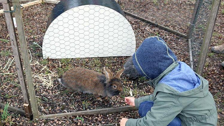 Die Bartkaninchen des Bio-Archehofes-Fischer ließen sich füttern.