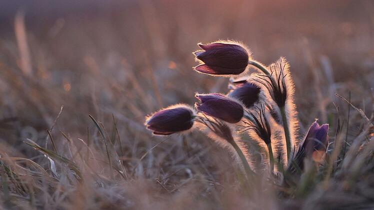 Küchenschellen: mit Diesem Foto landete Andreas Gick aus Fulda auf dem 2. Platz.