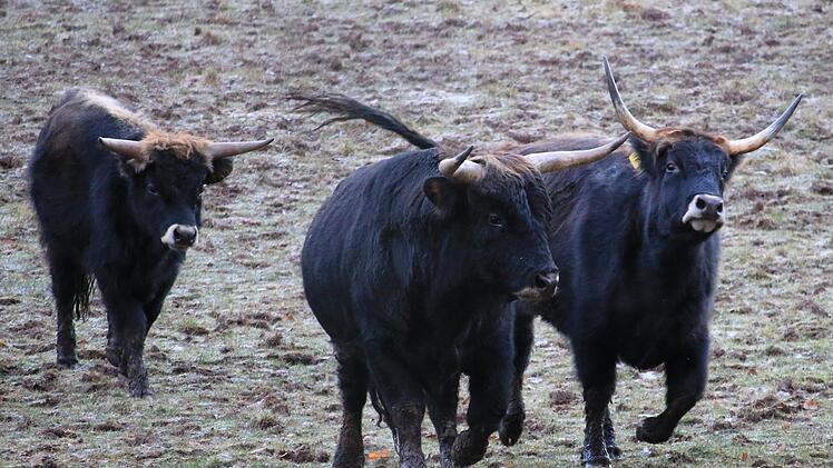 Haben es ebenfalls eilig: die Auerochsen in ihrem Gehege. Am Wildpark Klaushof soll ein Neubau für das Naturerlebniszentrum Rhön entstehen.