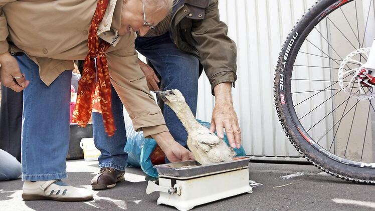 Hannelore Willecke wiegt einen der Jungstörche, bevor er mit seinen Geschwistern zurück in den Horst kommen.