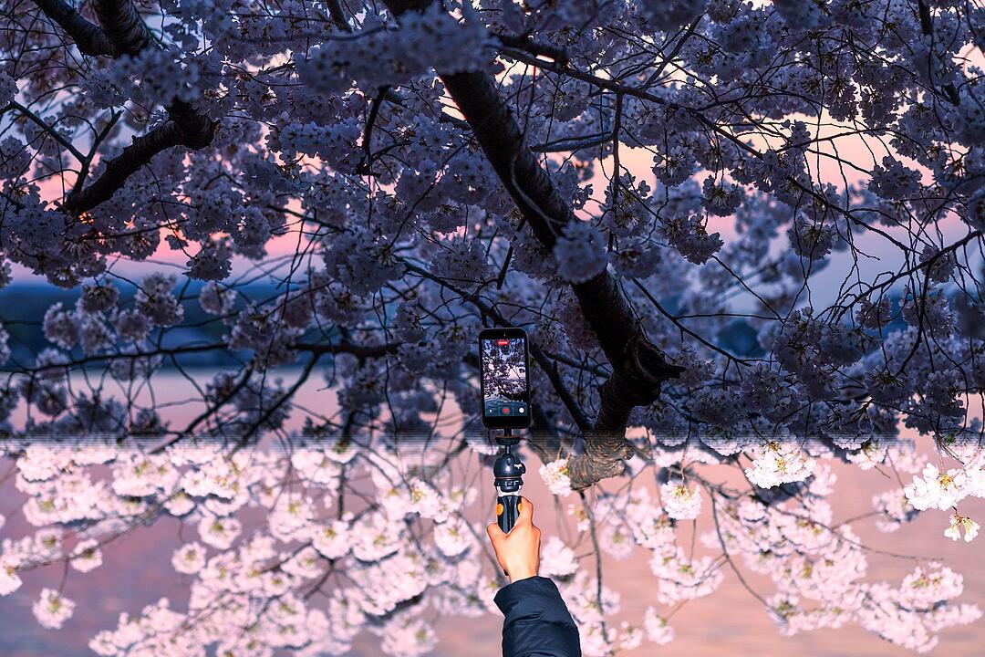 Kirschbl&uuml;te in Washington