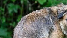 Hundehaufen in freier Natur regen die Bürger auf. Sie brachten bei der Versammlung das Problem zur Sprache.  Foto: Carola Schubbel/Adobe Stock