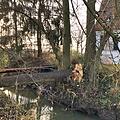 Der Biber hat in Mittelfranken einen Baum gefällt. Seine Dämme in einem Fluss bei Forchheim können zum Problem werden: Bei Überschwemmungen ist die ICE-Strecke München-Nürnberg betroffen. Foto: Dagmar Niemann
