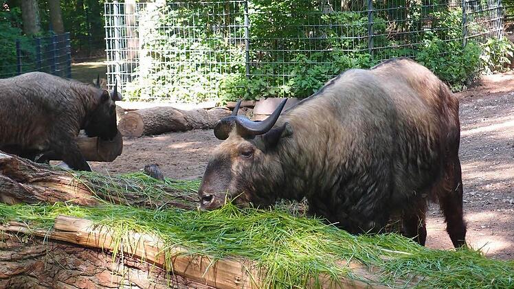 Takin-Bulle "Obelix" Foto: Tiergarten Nürnberg