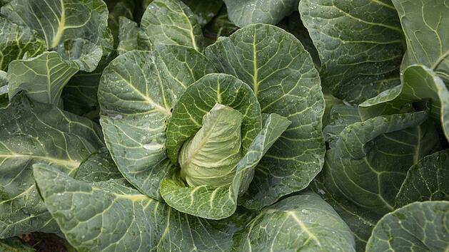 Spitzkohl ist unser Gem&uuml;se des Monats im Mai. Foto: Barbara Herbst