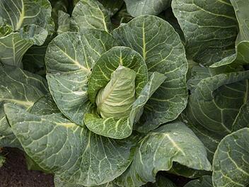 Spitzkohl ist unser Gemüse des Monats im Mai. Foto: Barbara Herbst