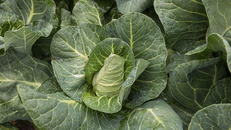 Spitzkohl ist unser Gemüse des Monats im Mai. Foto: Barbara Herbst