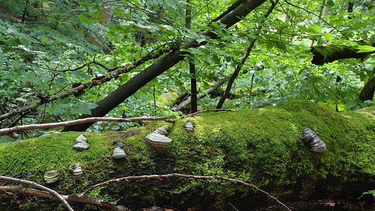 Geschützt - nicht geschützt - doch geschützt? Vor lauter Buchen ist der Steigerwald oft nicht mehr klar zu sehen. Foto: Ronald Rinklef