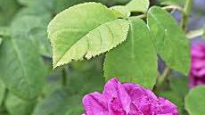 Rose de Resht (Alte Rose)