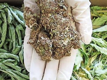 Ein gutes Pfund Marihuana hatte die Polizei bei einem jungen Kulmbacher gefunden. Weil er sein Leben mittlerweile im Griff hat, clean ist und geständig war, kam er vor Gericht noch einmal mit einer Bewährungsstrafe davon. Symbolfoto: Christopher Schulz