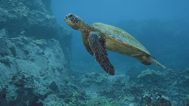 Die gr&uuml;ne Meeresschildkr&ouml;te, das Hawaiianische Nationaltier, ist eine sehr bedrohte Art auf den Hawaiianischen Inseln.