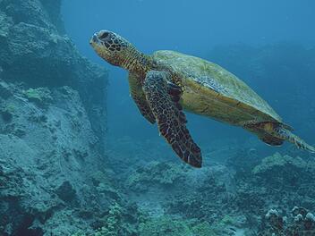 Die gr&uuml;ne Meeresschildkr&ouml;te, das Hawaiianische Nationaltier, ist eine sehr bedrohte Art auf den Hawaiianischen Inseln.