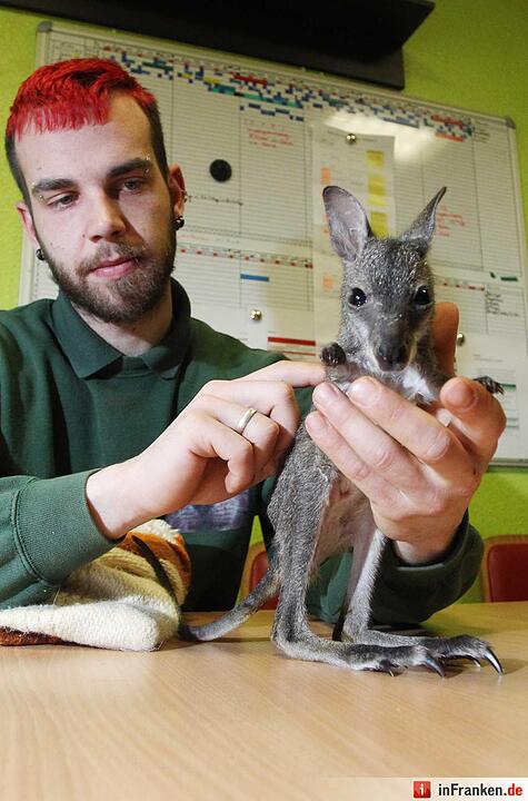 Kängurubaby im Tierpark Köthen