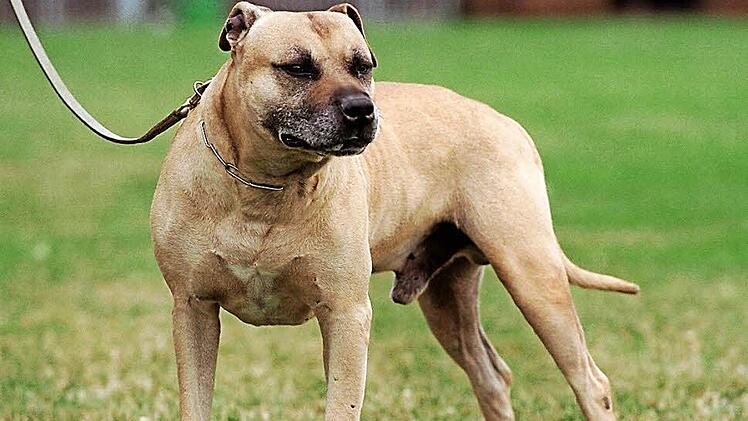 Der American Staffordshire Terrier gilt als gefährlich. Foto: Foto: Bernd Thissen dpa