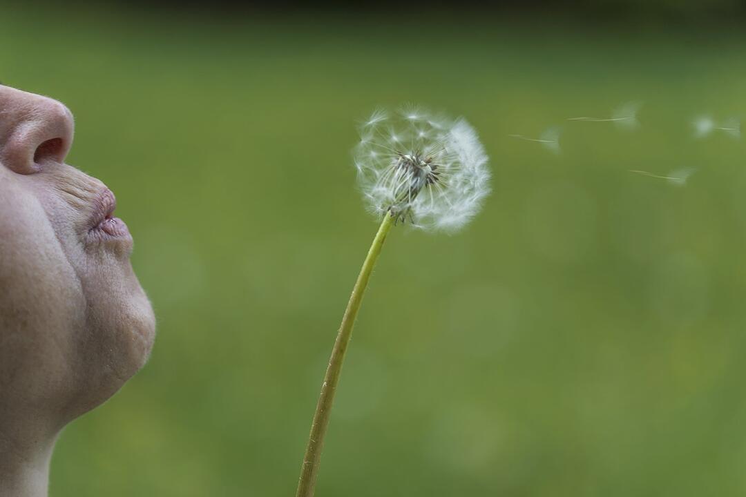 Pusteblume