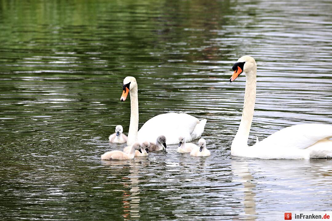 Schwanennachwuchs auf der Erba-Insel in Bamberg