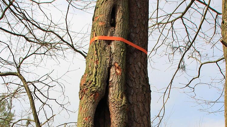 Förster Stefan Stirnweiß hat die Eichenstämme an die Kiefern binden lassen.  Foto: Andreas Dorsch