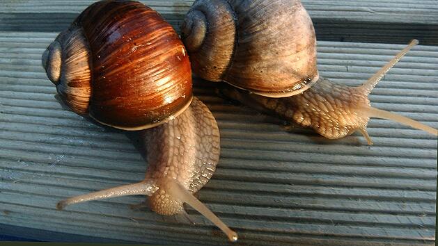 Schnecken bekämpfen - aber nicht alle