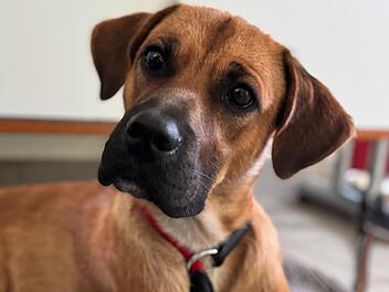 Tierheim Bamberg: Hund Eddie hat beim Gassi ein besonderes Interesse Tierheim Bamberg: Hund Eddie hat beim Gassi ein besonderes Interesse