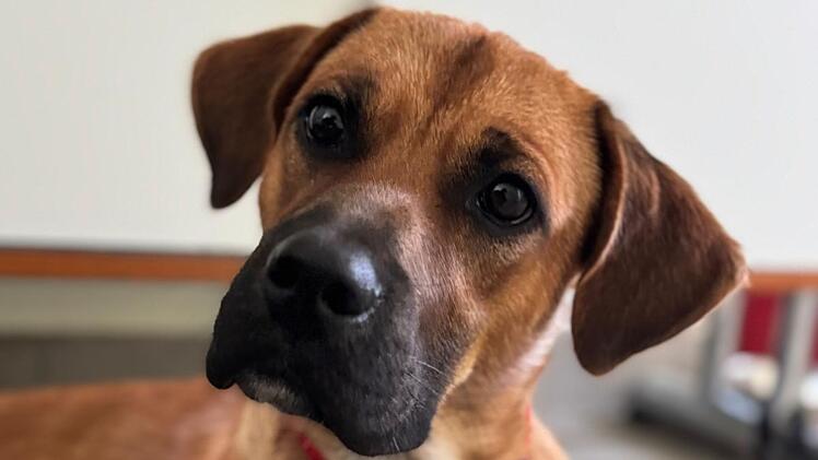 Tierheim Bamberg: Hund Eddie hat beim Gassi ein besonderes Interesse