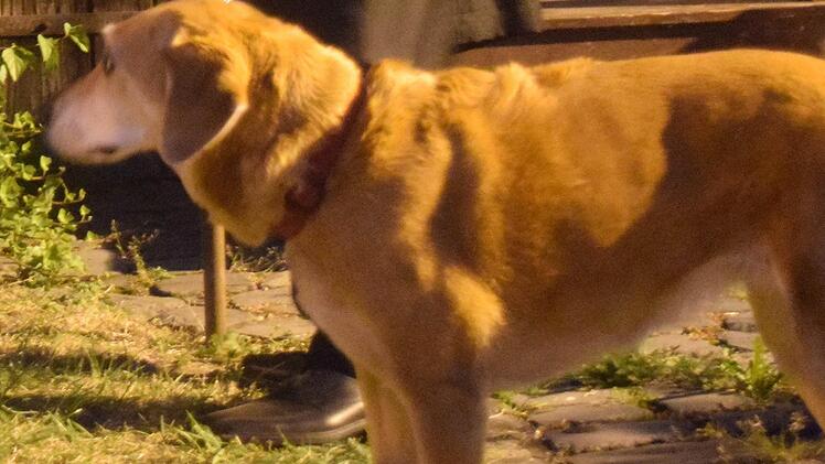 Hund Amy ist aimmer dabei.  Foto: Daniela Pondelicek