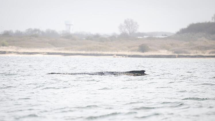 Rettungsaktion f&uuml;r Buckelwal in Wismarer Bucht