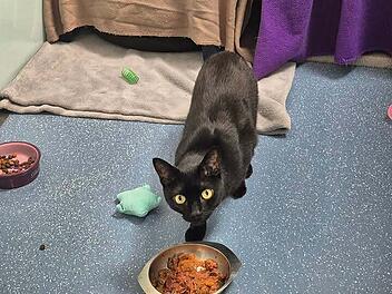 Tierheim Nürnberg: Kater Cherry sucht "katzenerfahrene Menschen"
