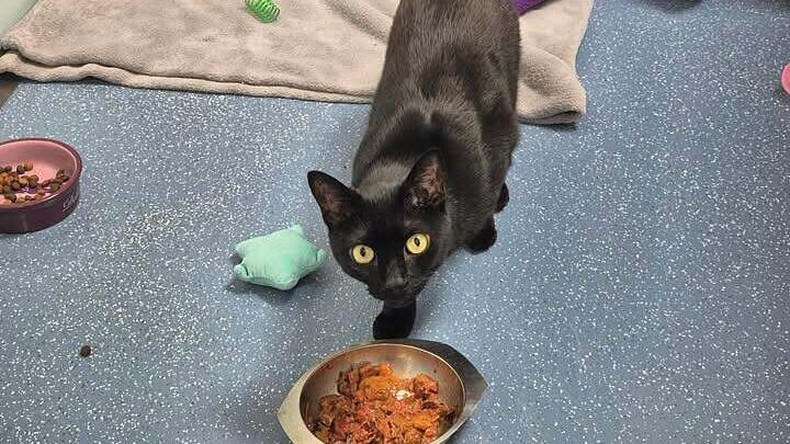 Tierheim Nürnberg: Kater Cherry sucht "katzenerfahrene Menschen"