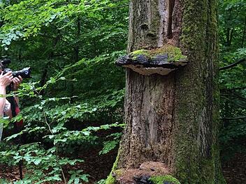 Das Schutzgebiet, das Ebrachs alte Buchen schützen solle (Günther Denzler) steht nach wie vor auf der Streichliste der Staatsregierung. Im Bild: Fotografische Annäherung an eine Bauchleiche im neuen Schutzgebiet bei Ebrach.  Foto: Michael Wehner
